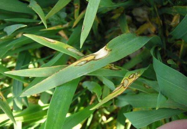 Photo taches rhynchosporiose sur feuilles Rhynchosporiose : seuil de vigilance Observer à partir du stade «1 nœud». Souvent la première maladie observée.