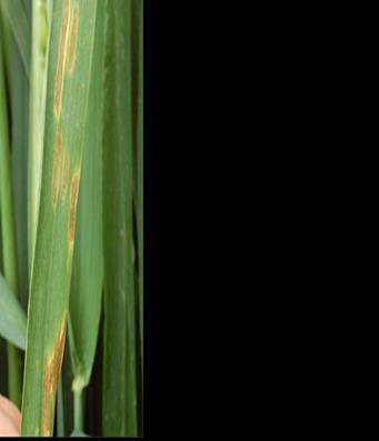 Seuils indicatifs de risque pour la septoriose sur blé A partir du stade deux nœuds Variétés sensibles Autres variétés Plus de 20 % des